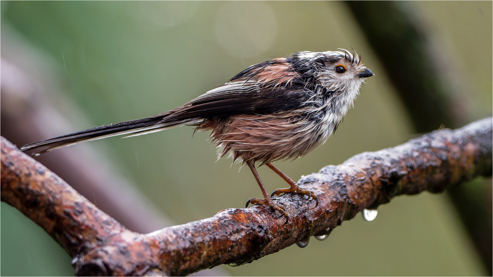 wie ein begossener Pudel.. Foto & Bild tiere, wildlife, wild