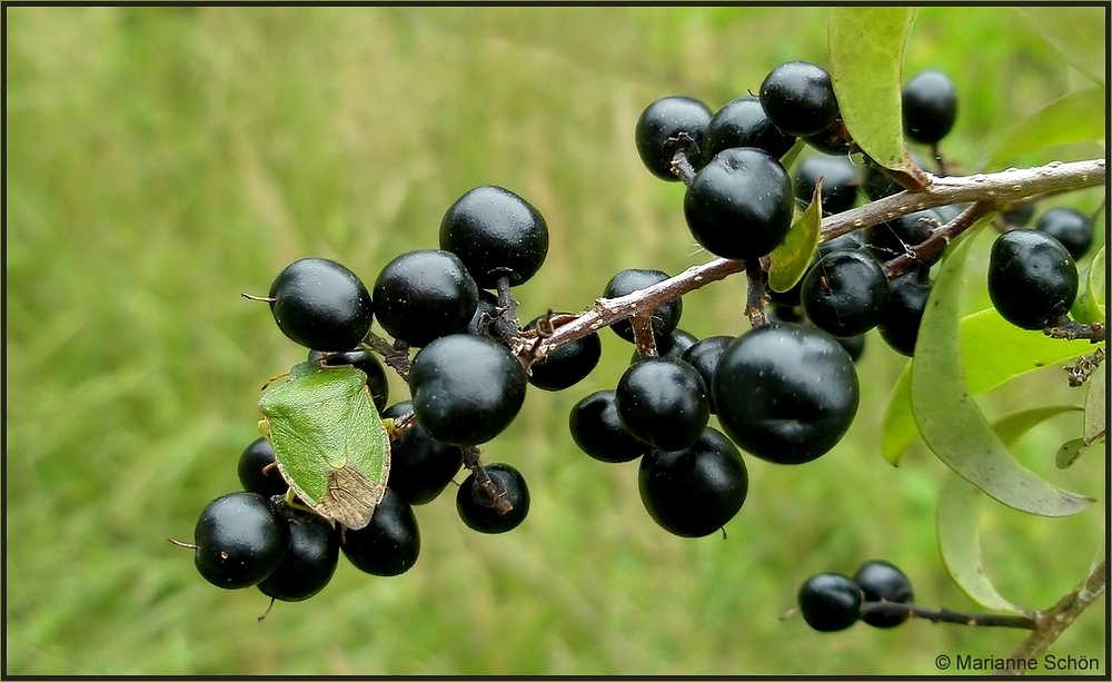 Wie ein  Blatt getarnt ...