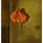 Wie ein Blatt im Herbst