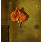 Wie ein Blatt im Herbst