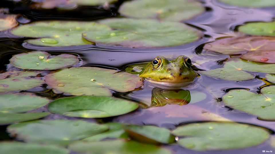 Wie ein Blatt im Wasser....