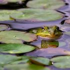 Wie ein Blatt im Wasser....