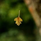 Wie ein Blatt im Wind.......