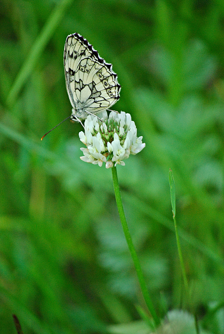 wie ein Blatt im Wind...