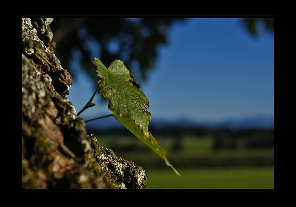 ~ Wie ein Blatt im Wind... ~