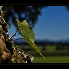 ~ Wie ein Blatt im Wind... ~