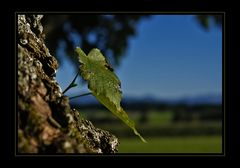 ~ Wie ein Blatt im Wind... ~