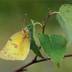 wie ein Blatt im Wind