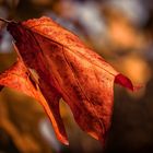 Wie ein Blatt im Wind