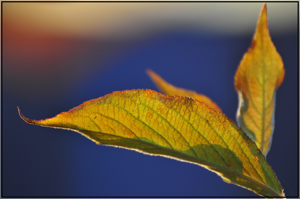 ... wie ein Blatt im Wind ...