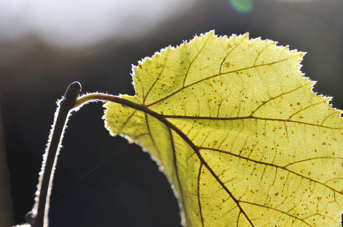 ... wie ein Blatt im Wind ...