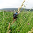 Wie ein blauer Kristall