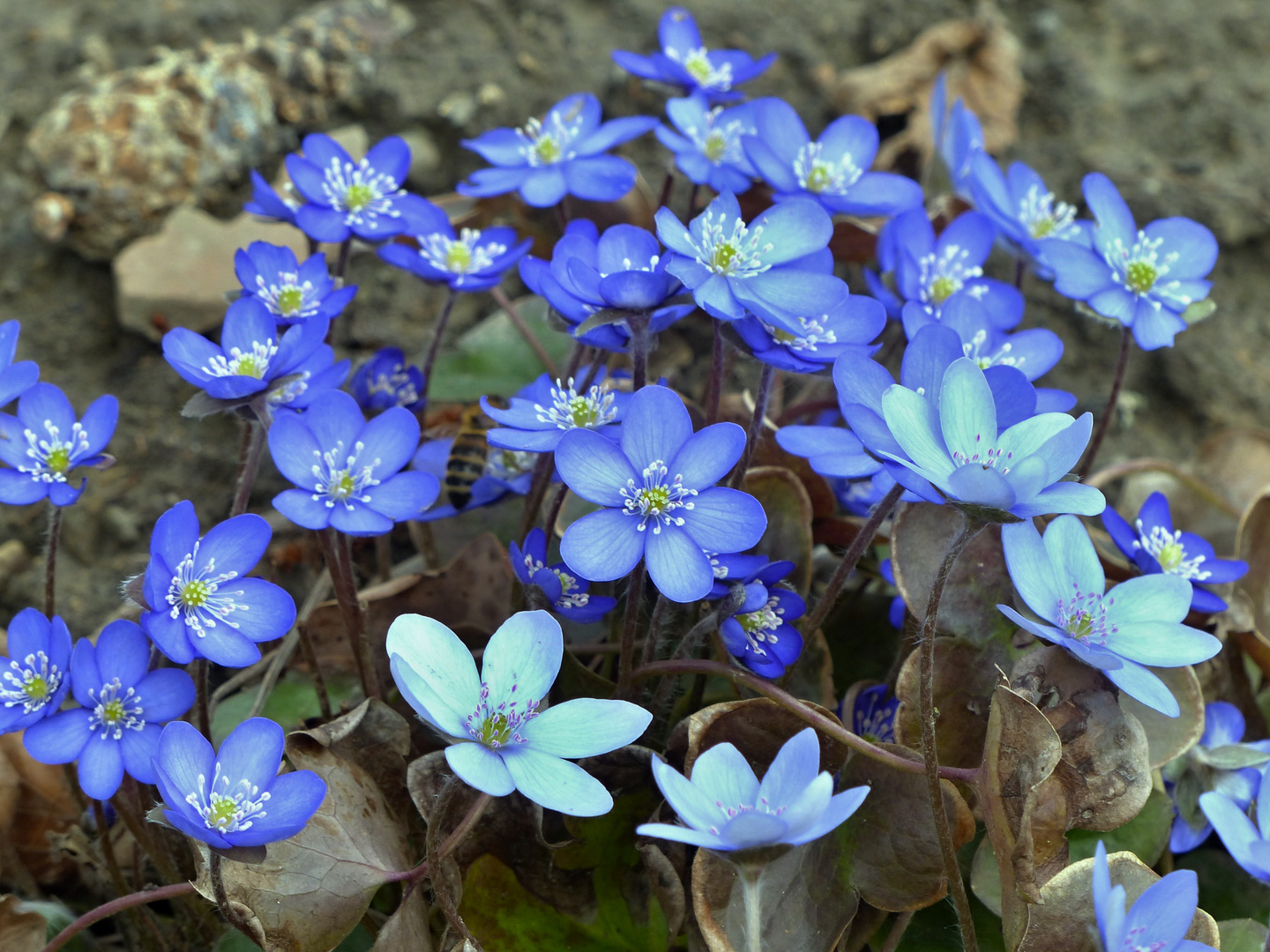 wie ein blauer Teppich