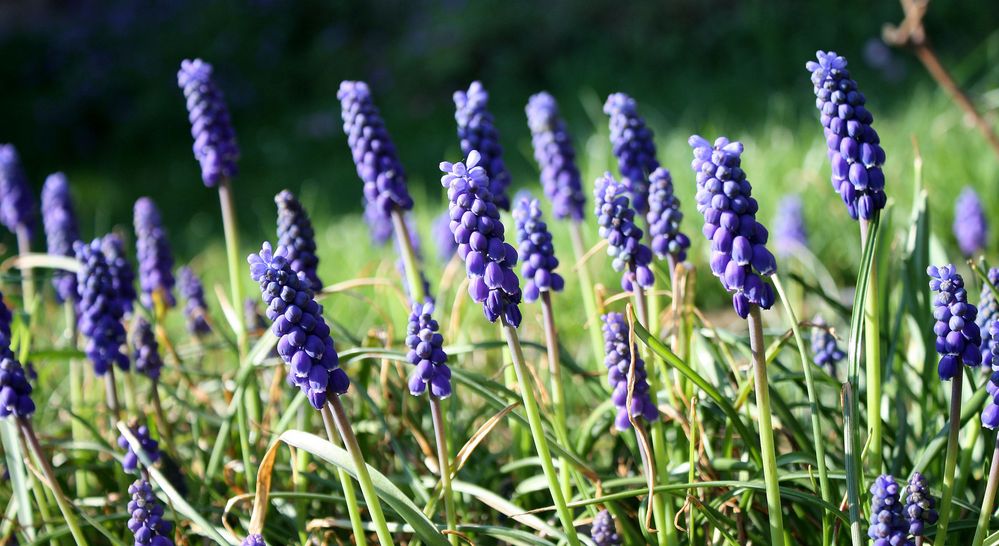 wie ein blauer Wald