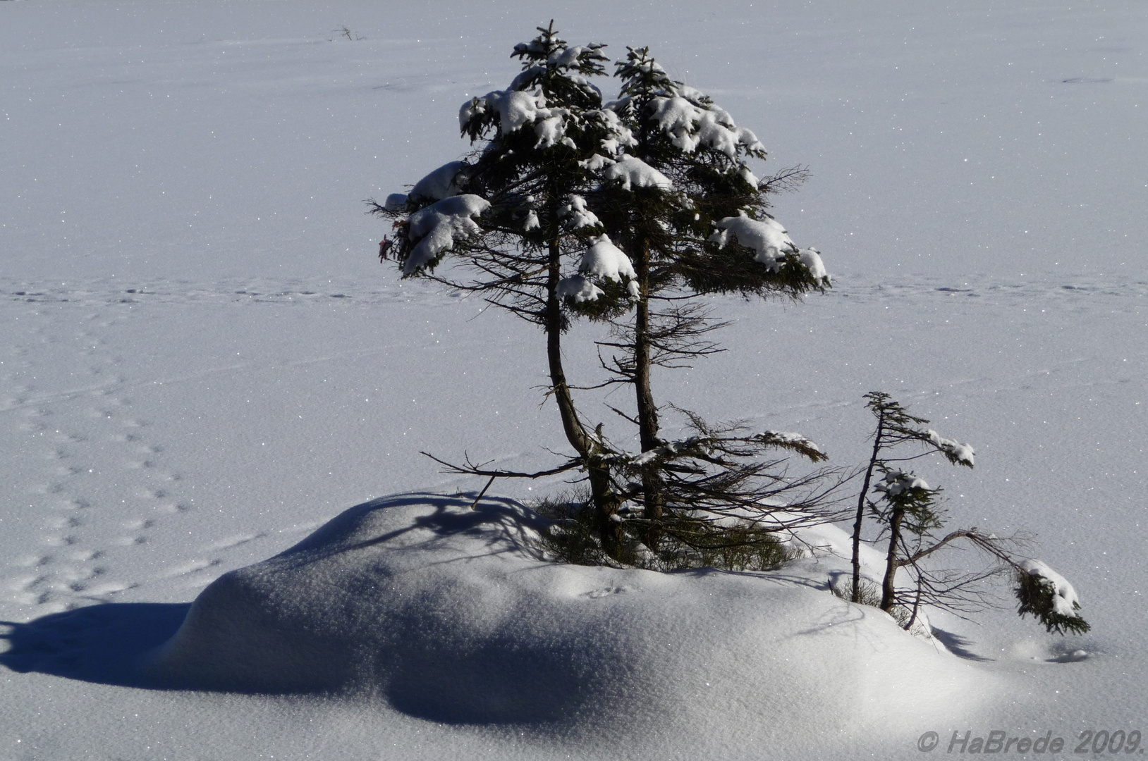 Wie ein Bonsai im Schnee