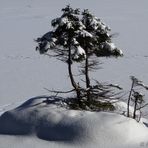 Wie ein Bonsai im Schnee