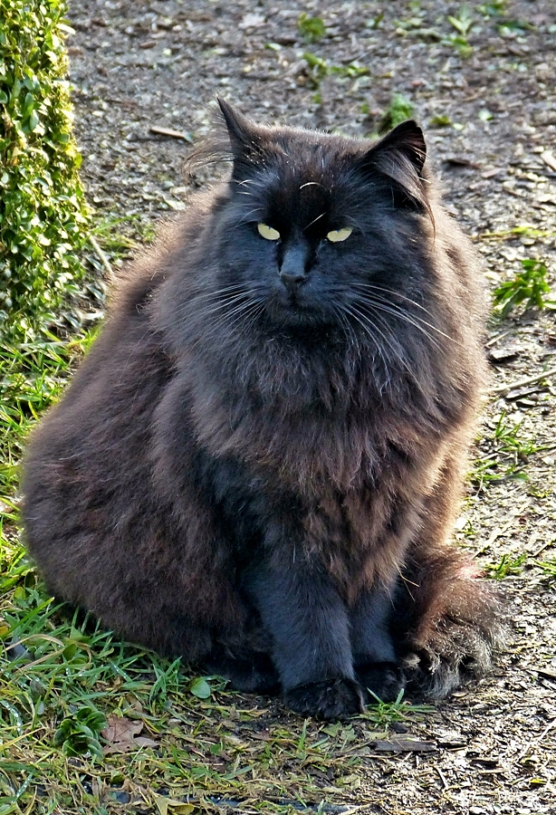 Wie ein Buddha wirkt Fidel in seinem dicken Winterpelz.