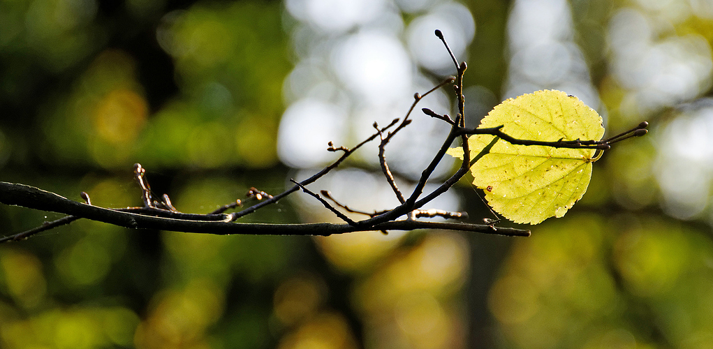 Wie ein einsames Blatt im Wind