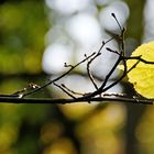 Wie ein einsames Blatt im Wind