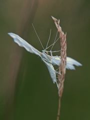 Wie ein Engel...