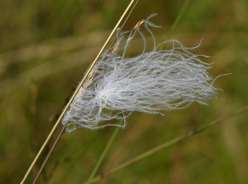 Wie ein Fähnchen im Wind....