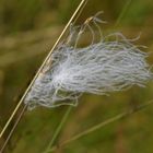 Wie ein Fähnchen im Wind....