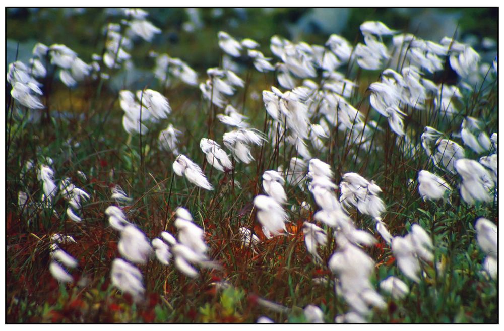 Wie ein Fähnchen im Wind....