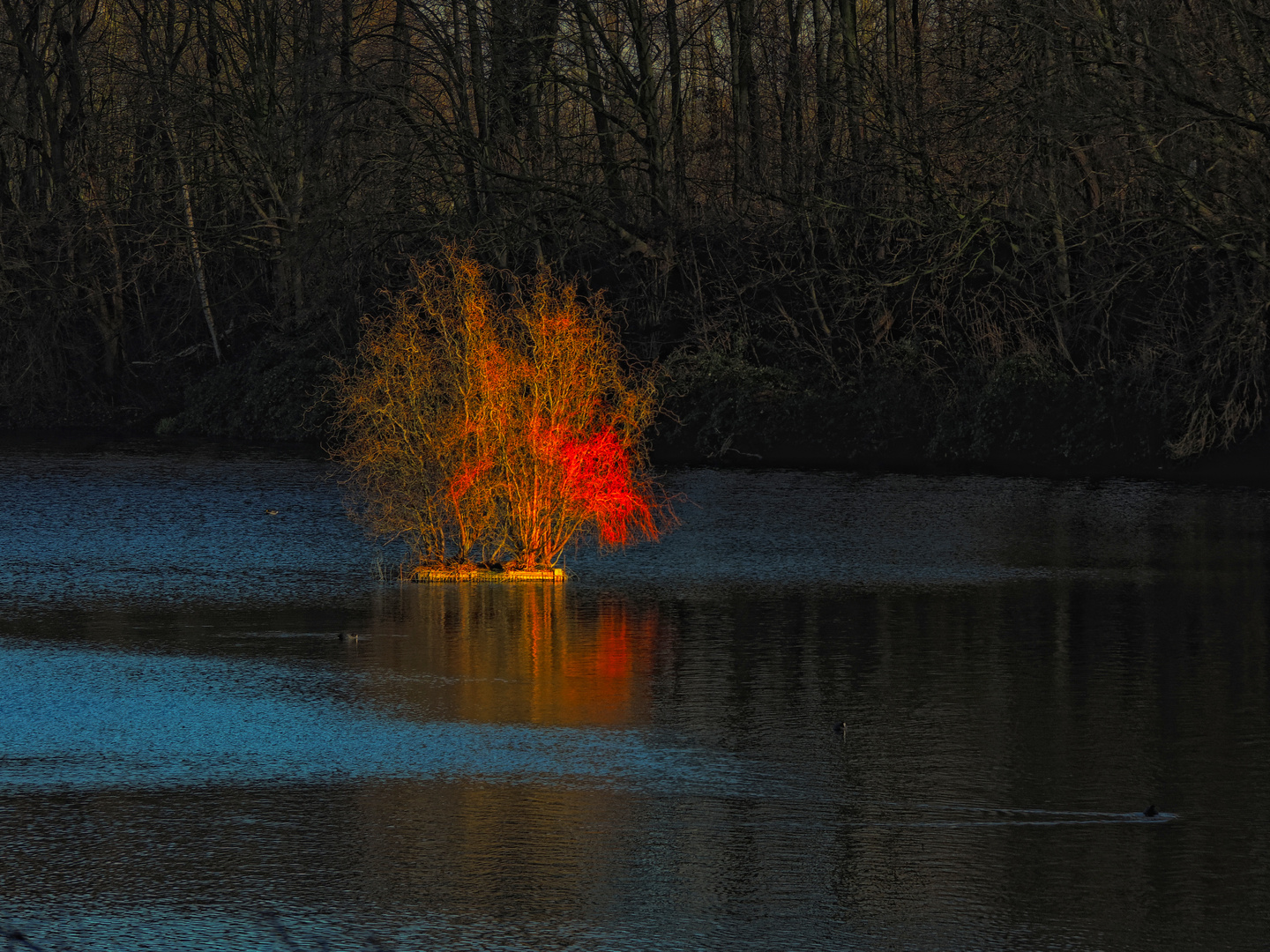 Wie ein Feuerbaum