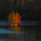 Wie ein Feuerbaum