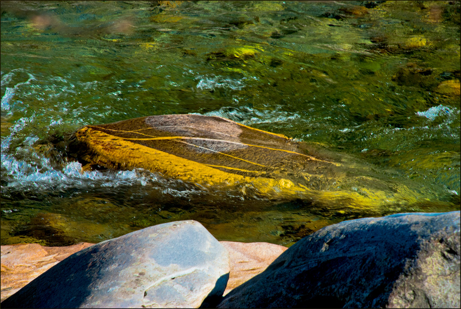 Wie ein Fisch im Wasser