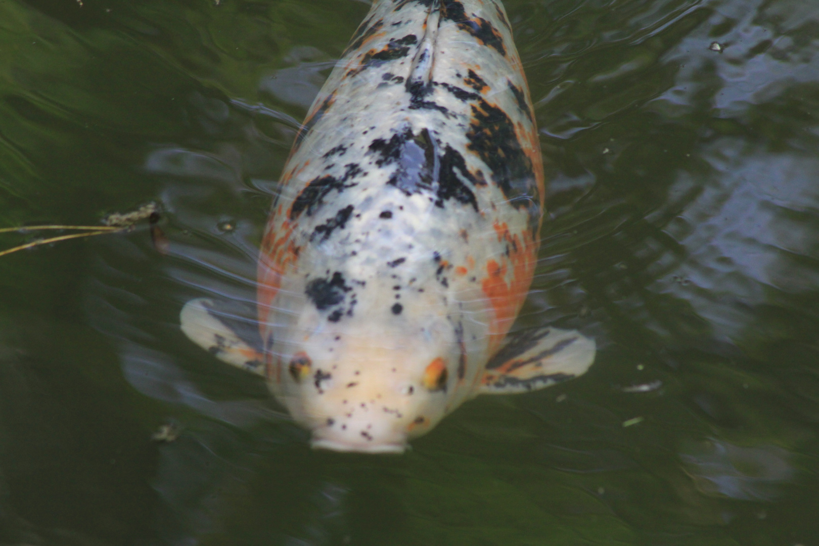 wie ein fisch im wasser