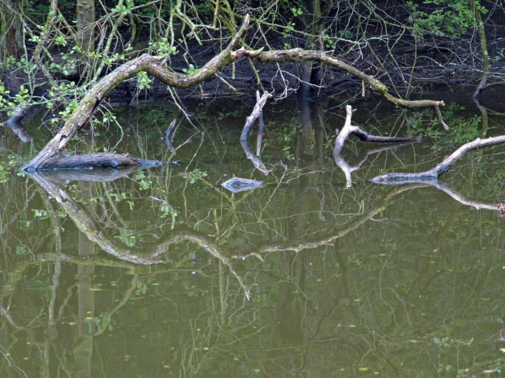 wie ein Fisch im Wasser