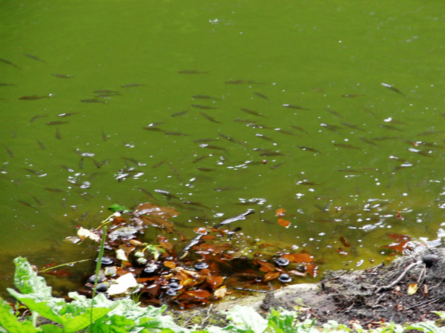 Wie ein Fisch im Wasser schwimmen