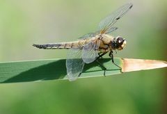 wie ein Flug auf dem Blatt .....