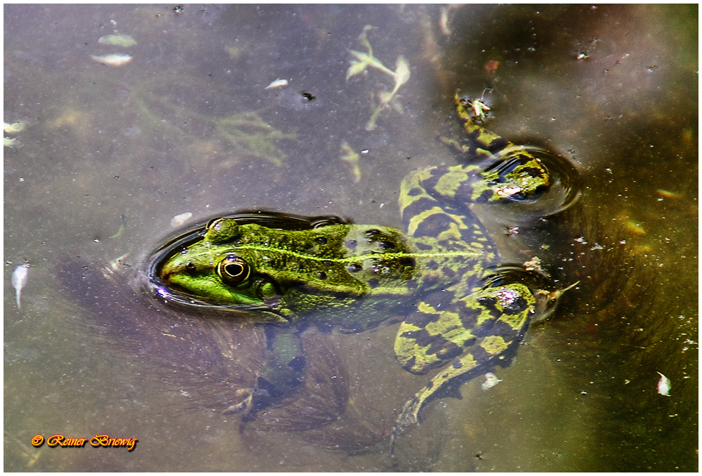 wie ein Frosch im Wasser