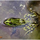 wie ein Frosch im Wasser