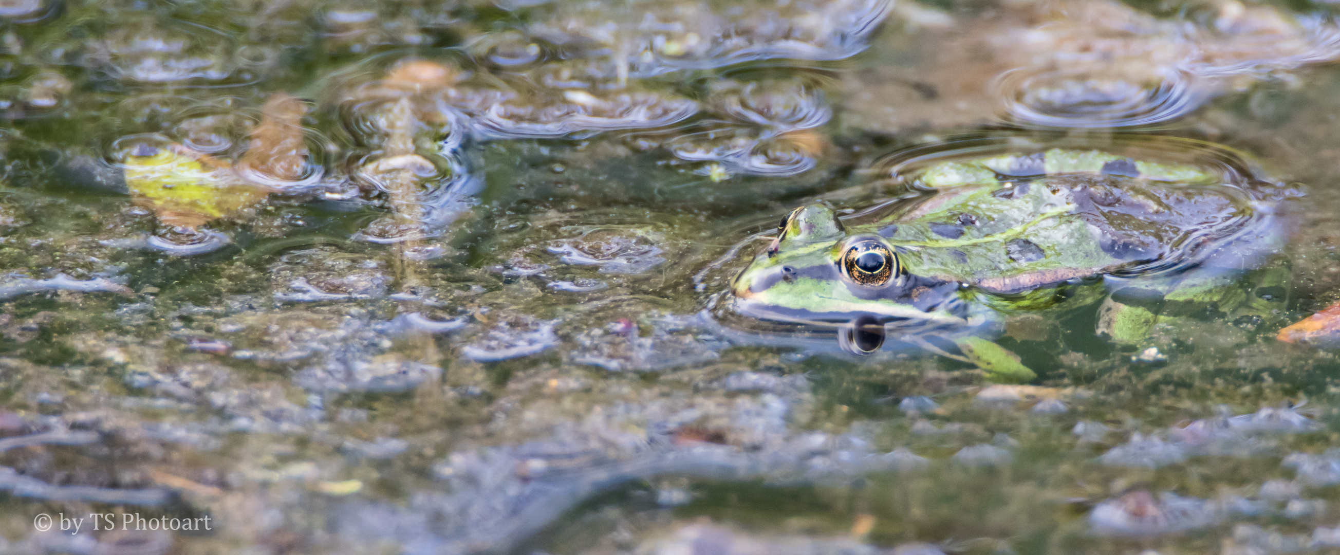 Wie ein Frosch im Wasser