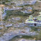 Wie ein Frosch im Wasser