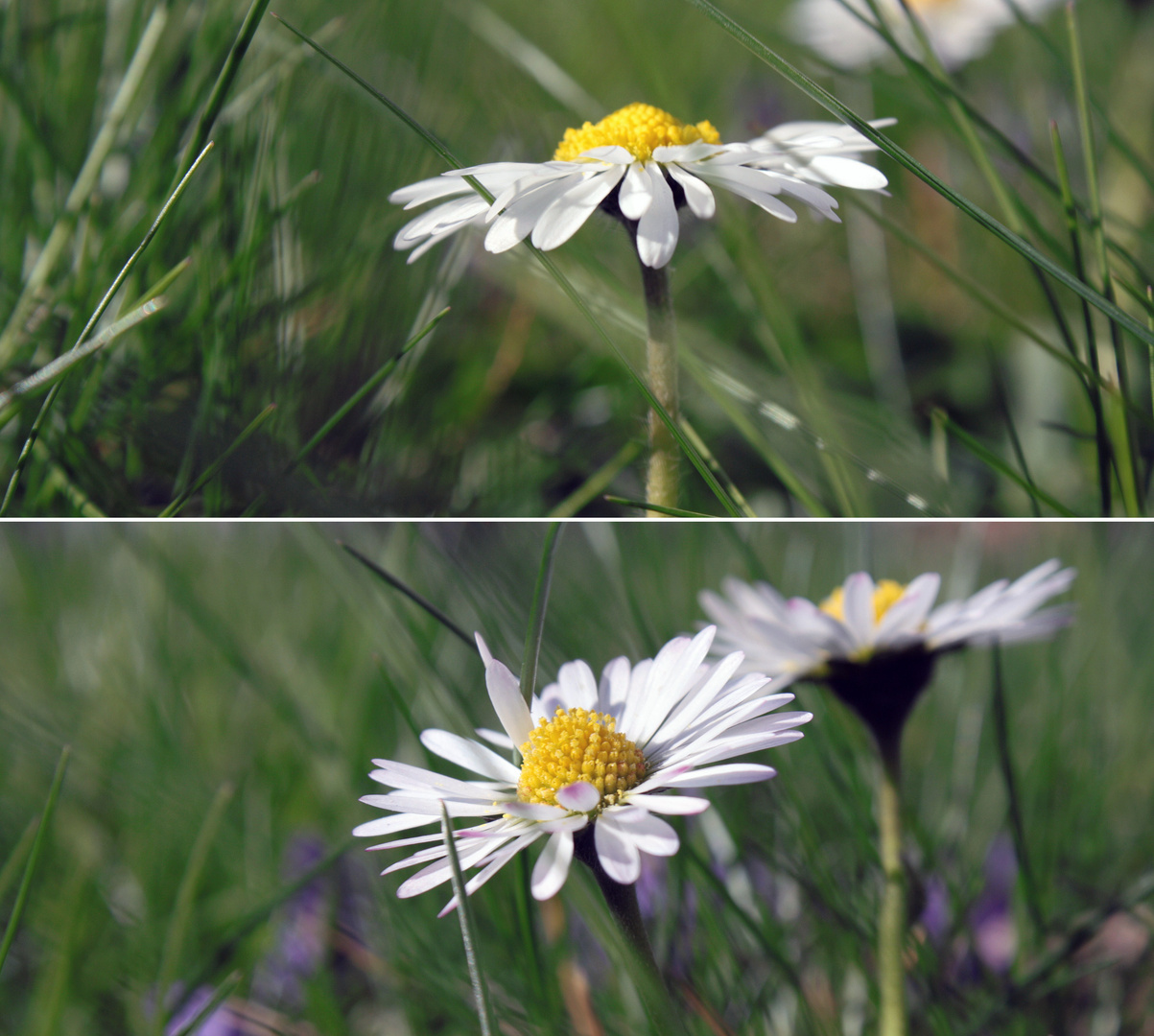 Wie ein Gänseblümchen im Sonnenschein