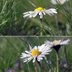 Wie ein Gänseblümchen im Sonnenschein