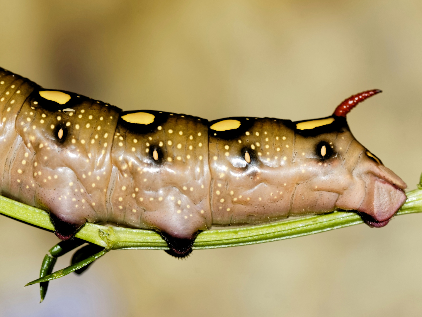 Wie ein Gemälde - die Raupe des Labkrautschwärmers