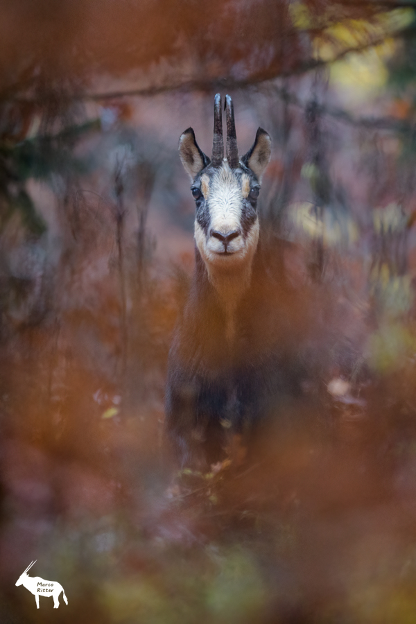 Wie ein Gemälde im Herbstwald ...