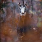 Wie ein Gemälde im Herbstwald ...