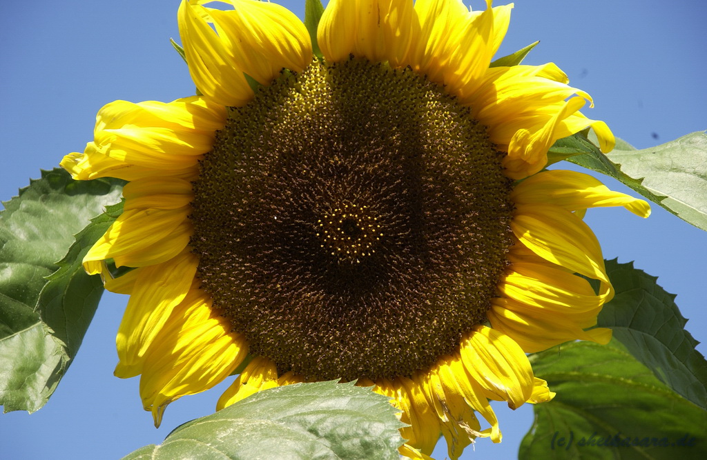 wie ein Gesicht im Himmel