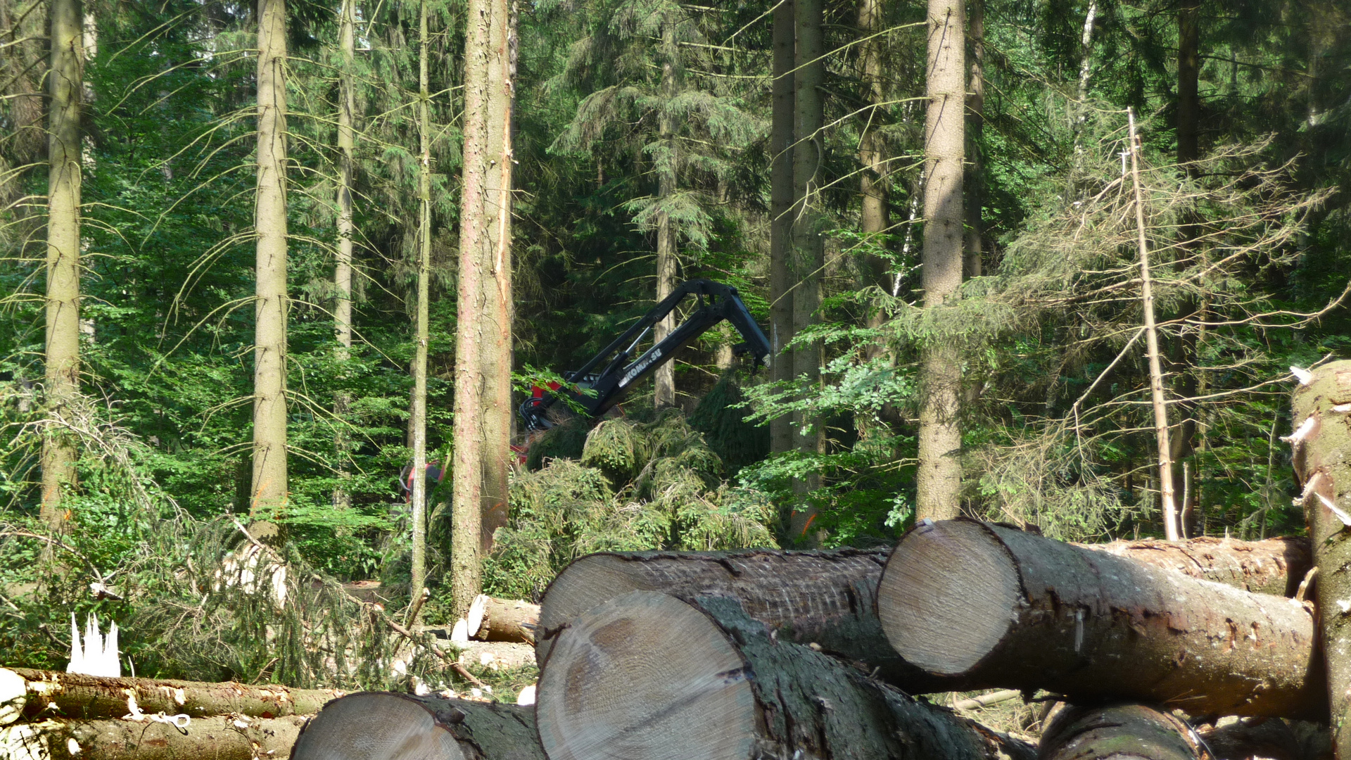 Wie ein Gespenst im Wald