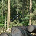 Wie ein Gespenst im Wald