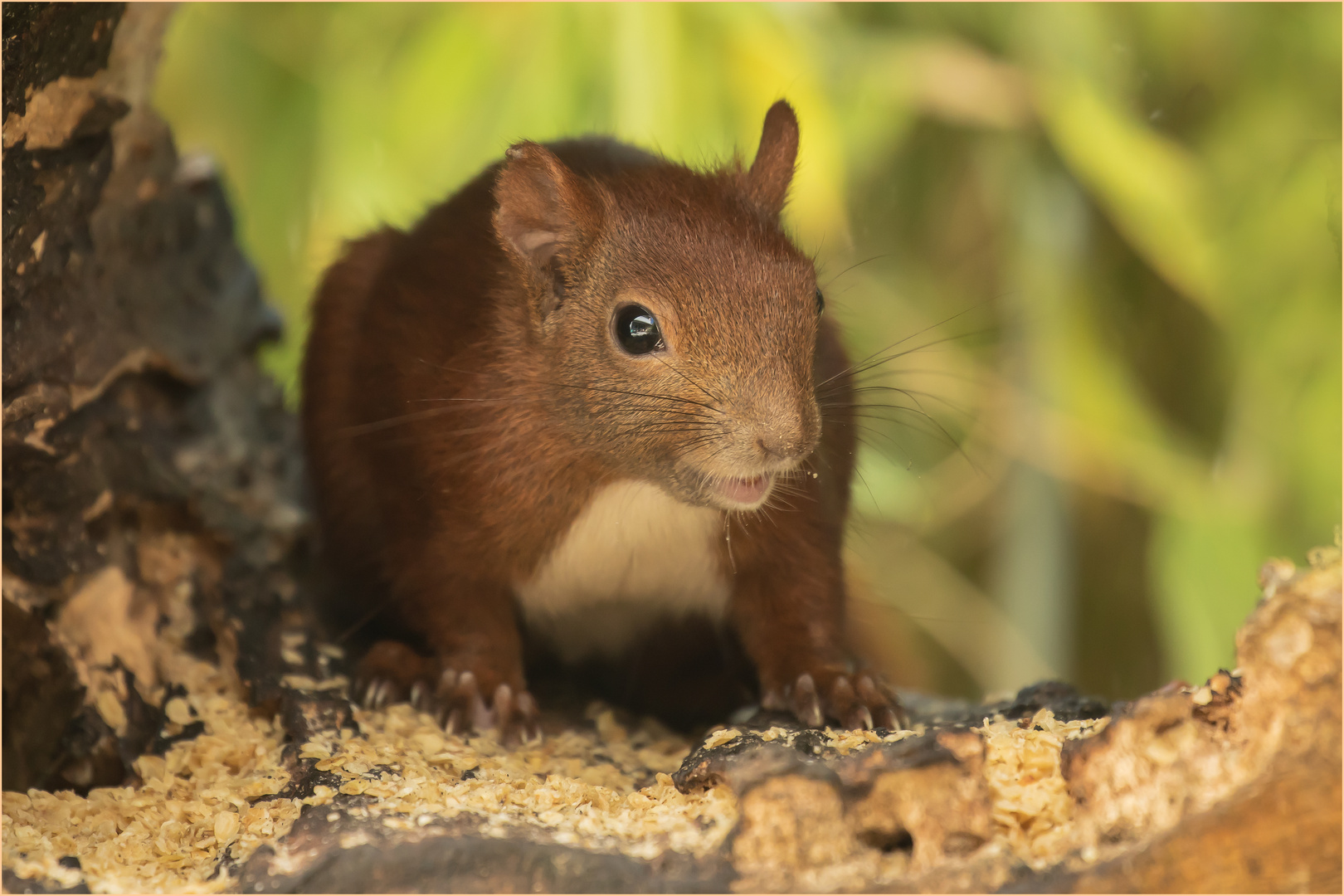 wie ein Goldhamster.. Foto & Bild tiere, wildlife, säugetiere