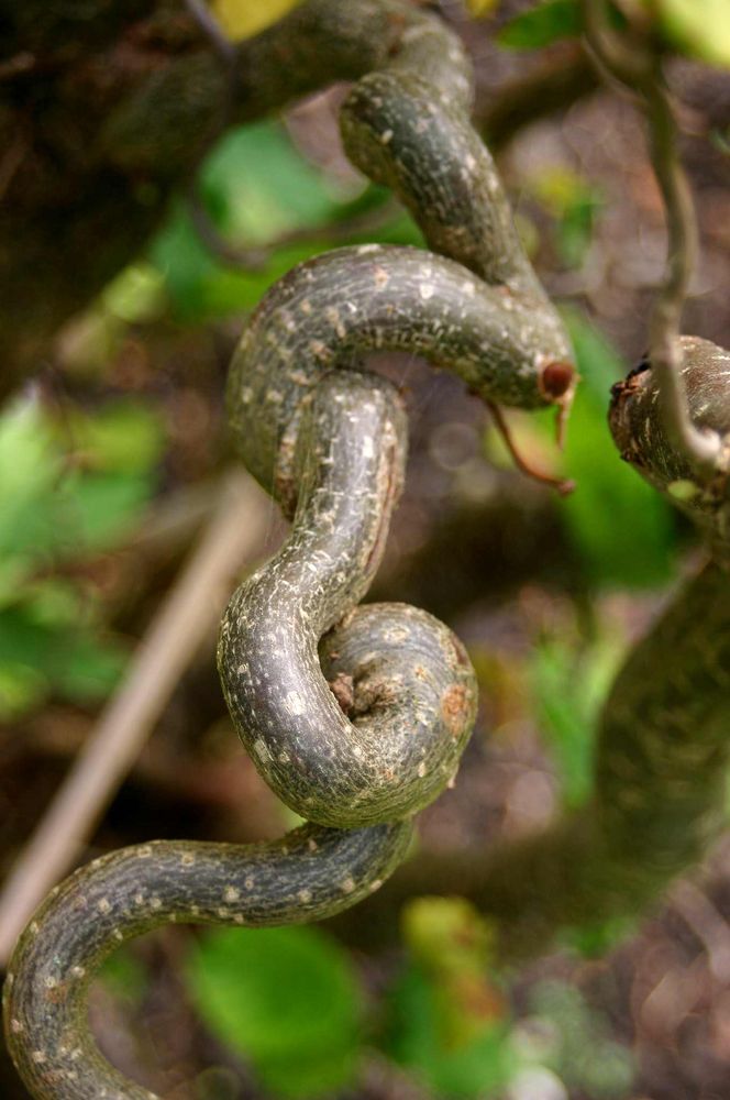 wie ein gordischer Knoten