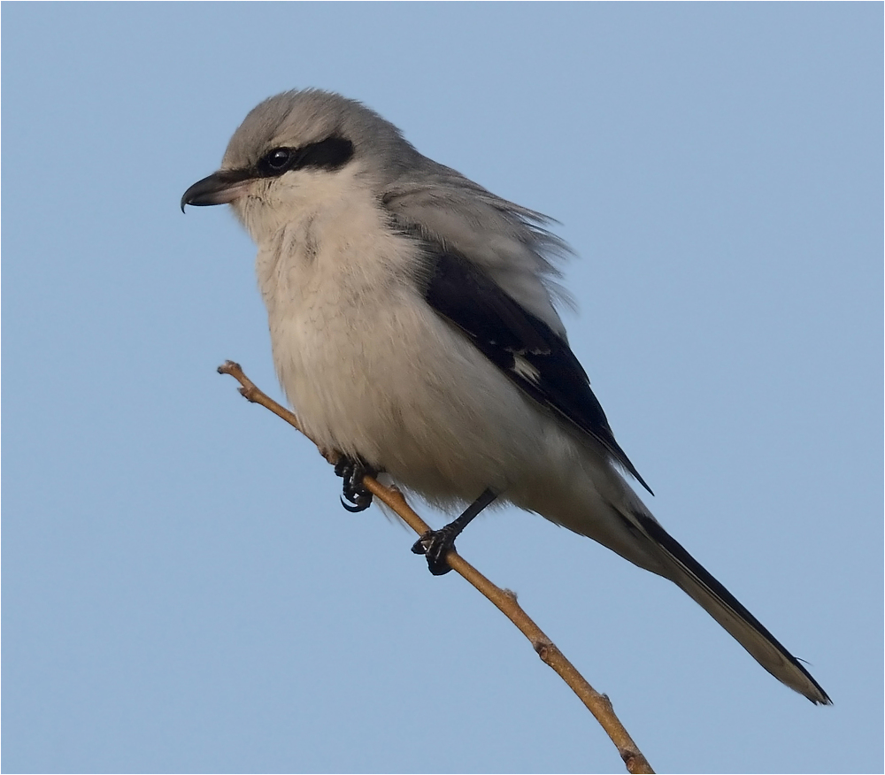 Wie ein Greifvogel