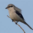 Wie ein Greifvogel